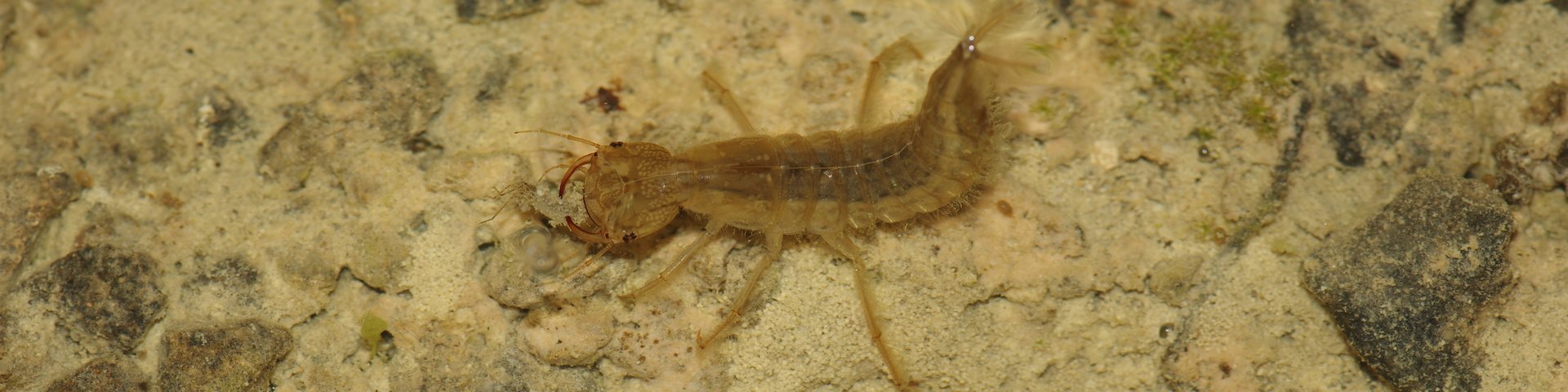 OPIE MIDI-PYRÉNÉES