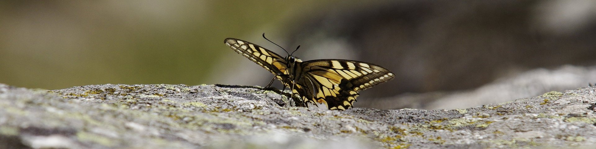 OPIE MIDI-PYRÉNÉES
